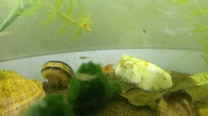 Красный мексиканский карликовый рак