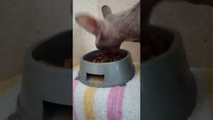 Кошка-экскаватор