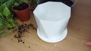 Делим пышный куст антуриума.Как размножить антуриум и получить детки .