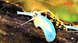 Улитка Хелена хищник, чем кормить, размножение, содержание, улитки в аквариуме. (Anentome Helena).