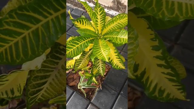 #crotons #crotonplants #home #ornamentalplants #kerala