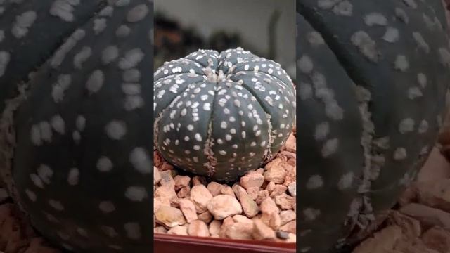 astrophytum asterias super kabuto                             #astrophytum #suculentas #cactos