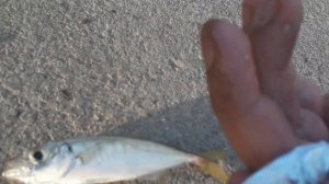 Рыбалка в порту Сочи: Морской карась, ставрида и луфарь