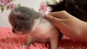 Маленький британский короткошерстный котёнок  шипит на меня