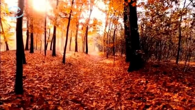 Любви последней лепестки