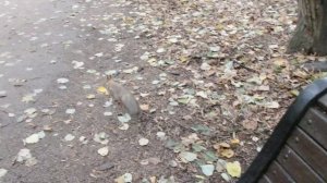 Ещё о забавной белке