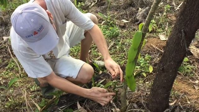 Мадагаскар. Плантация ванили Ильи Клейменова. Выборка только про ваниль. 10.2019