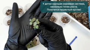 Пикировка ПЕПЕРОМИИ  Piccolo Banda