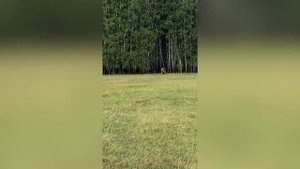 Минитрактор на гусеницах своими руками.Продолжаем испытания.
