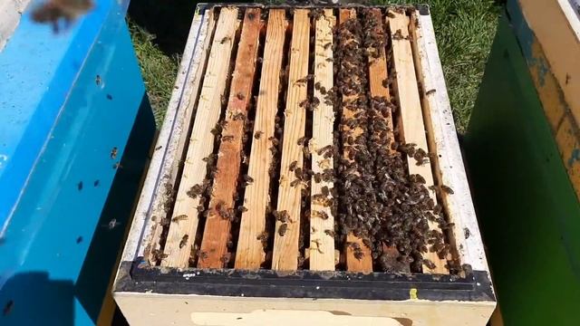 Правильное Расширения Гнезда Весной!!! смотреть онлайн