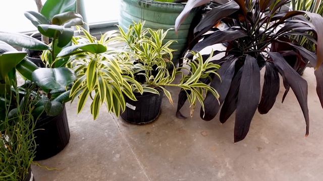 Let's Tour One of My Favorite Houseplant Shops! | Ruibal's on Rosemeade Plant Shop Tour смотреть онлайн