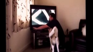 ЛУЧШИЕ ПРИКОЛЫ С ЖИВОТНЫМИ 2014! Прикольные животные! СМЕШНЫЕ КОТЫ