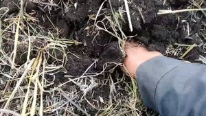 Навесной плуг чизельный. ПЧ-2,3Н. Стойка Paraplau. |