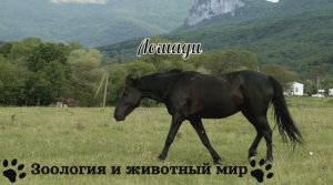 Лошади