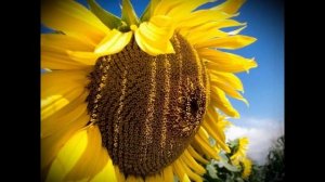 Чем полезны семечки подсолнуха?