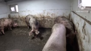 Убираю породу дюрок со своего хозяйства! Свинки породы пьетрен уехали на племя! Переселение свиней