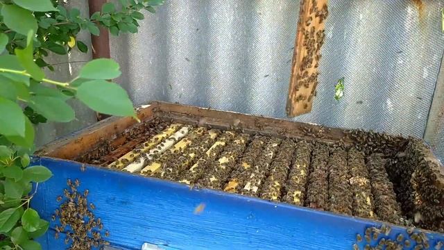 УСТАНОВКА ИЗОЛЯТОРА ДЛЯ МАТКИ НА ОДНУ РАМКУ ДАДАН. ПЕРЕНАСЕЛЕНИЕ ПЧЕЛ В УЛЬЕ. смотреть онлайн