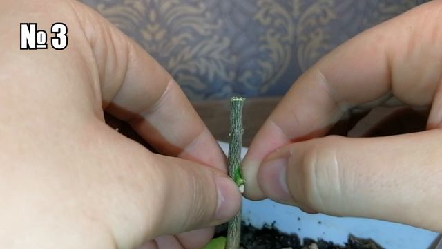 Окулировка или прививка глазком, одиночной почкой.