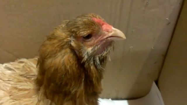 Лечение курицы смотреть онлайн