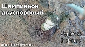 Пошли в рост шампиньоны | Шампиньон двуспоровый | Agaricus bisporus