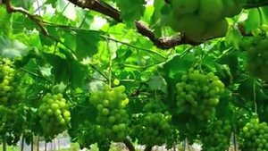 Сорт винограда Seto Giants (jpn) / Momotaro (chn)