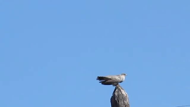 Как кукует кукушка Звуки природы Пусть птица счастья Счастье накукует! смотреть онлайн