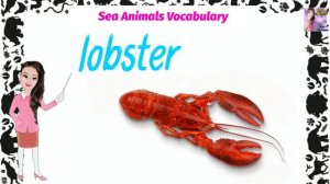 Basic English : SEA ANIMALS VOCABULARY / English Vocabulary / English Picture Words / Learn English