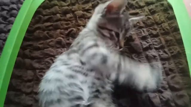 Арчи смотреть онлайн