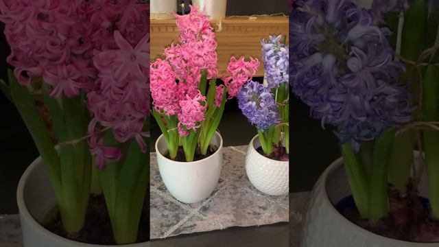 Hyacinth plants #gardening #uk #flowerpaint