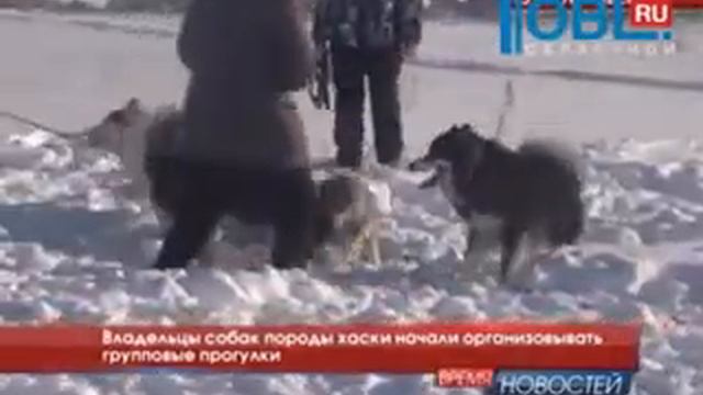 Владельцы собак породы хаски начали организовывать групповые прогулки смотреть онлайн