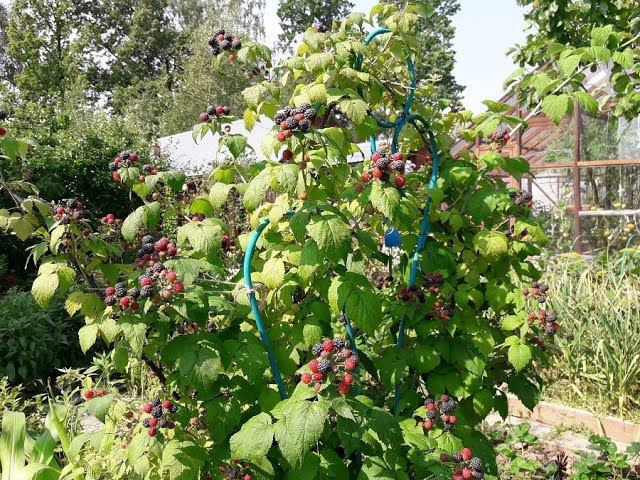 Черная малина Кумберленд в моем саду,стоило ли ее сажать смотреть онлайн