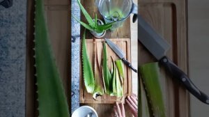 Growing and Using Aloe Vera in the Garden ~ Soil Drench and more!