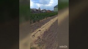 Крыжовник На Шпалере. Советуем Его Посмотреть.