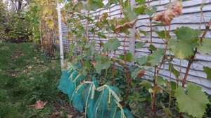 Последний сбор урожая винограда. Цитронный Магарача. Степень готовности винограда к осенней обрезке