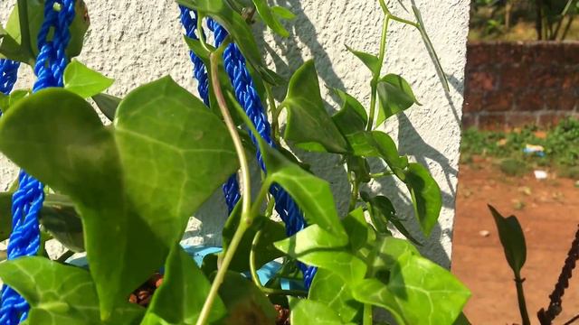 Fast Growing Hanging plants in Malayalam || 10 types of hanging plants with name || Part 2