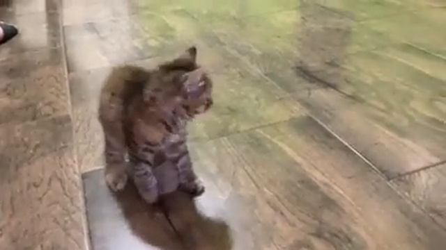 Beautiful Marble Kurilian Bobtail Kitty Named Gosia Will Be Your Real Friend смотреть онлайн