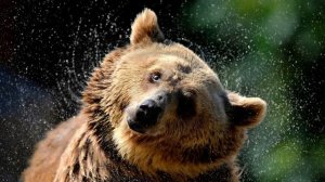 300 САМЫХ ИНТЕРЕСНЫХ ФАКТОВ О ЧЕЛОВЕКЕ