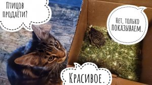 Коростель в коробочке, сеновал в совешне, ливень в наруже, сыч в страхе