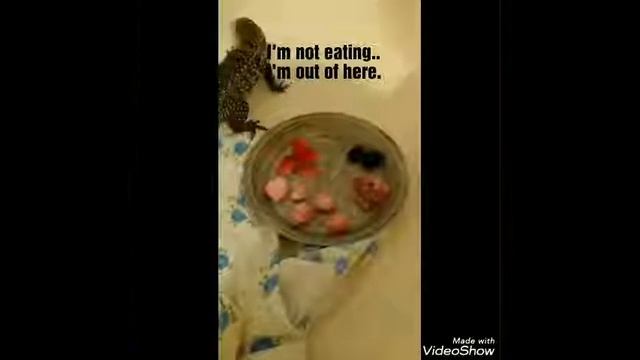 Tegu Feeding Attempt #2 Results смотреть онлайн