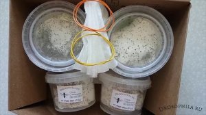 Дрозофилы, нелетающие