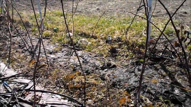 У этой малины ветки достигают длинны 4 метров и более смотреть онлайн