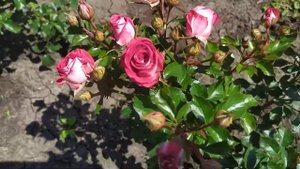 РУБИ СТАР (Ruby Star), Interplant Нидерланды, 2006 год. Спрей (Spray)