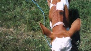 маленький красивый телёнок