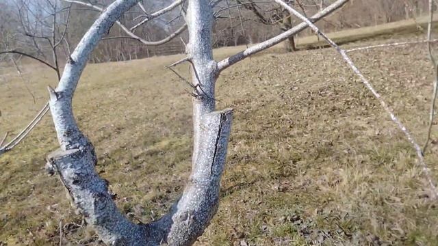 Прививка черешни,вишни и персика.#прививкавишни#дача#сад# смотреть онлайн