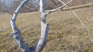 Прививка черешни,вишни и персика.#прививкавишни#дача#сад#