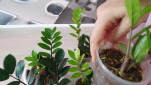 Замиокулькас вариегатный Еллоу Вайт. Шикарное растение.