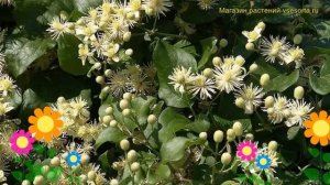 Клематис виноградолистный. Краткий обзор, описание характеристик clematis vitalba