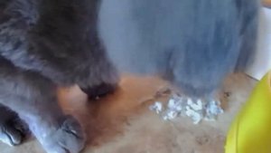 У кота выпала шерсть. Как помочь коту?