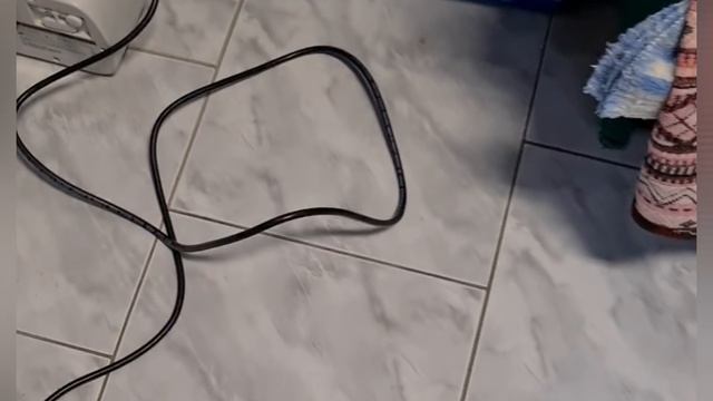 Я сбила собаку? смотреть онлайн