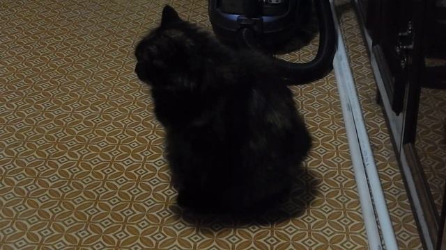 Починил фотоаппарат Nikon S9500, пылесосом выдул пылинку с матрицы и снимаю им кошку ночью смотреть онлайн